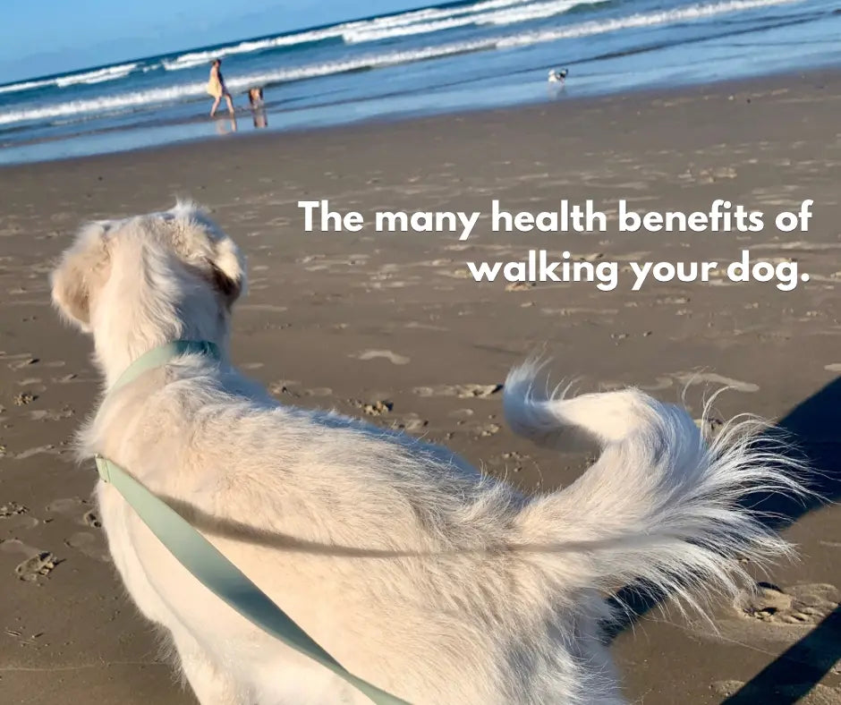 The-Many-Health-Benefits-of-Walking-Your-Dog-A-Win-Win-for-Both-of-You. Sunnipets