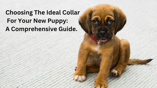 Choosing-the-Ideal-Collar-for-Your-New-Puppy-A-Comprehensive-Guide. Sunnipets